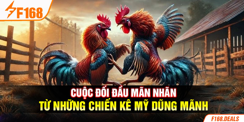 Cuộc đối đầu mãn nhãn từ những chiến kê Mỹ dũng mãnh