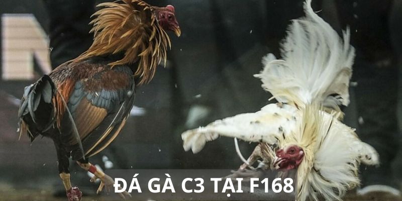 Đá Gà C3 Tại F168 - Cách Chơi Và Chiến Lược Thắng Lớn