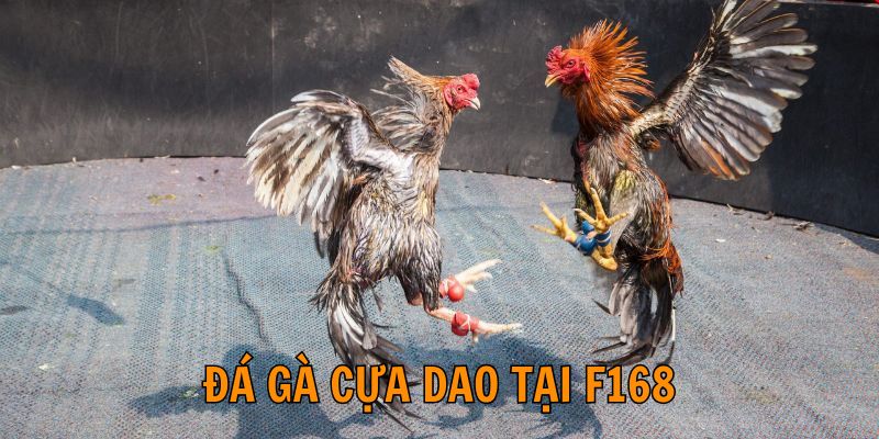 Khái quát về đá gà cựa dao cho các tân binh