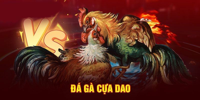 Tìm hiểu luật chơi đá gà cựa dao chuẩn sách giáo khoa